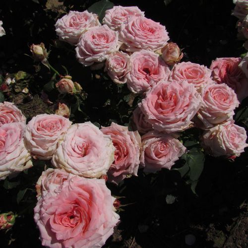 Broskvově růžová - Stromkové růže, květy kvetou ve skupinkách - stromková růže s keřovitým tvarem koruny